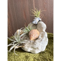 Tillandsia